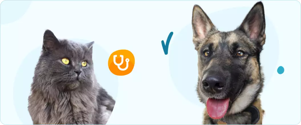Beste huisdierenverzekering Afbeelding van hond en kat