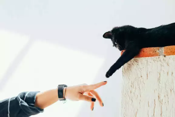 Afbeelding van een spelende kat met hand