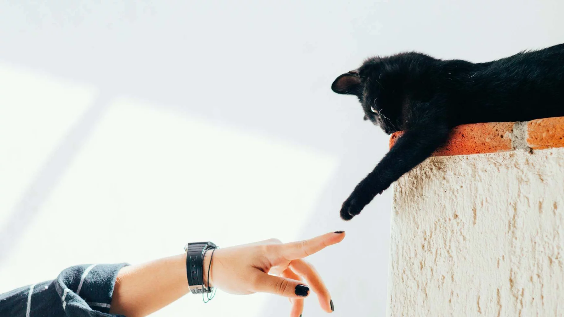 Afbeelding van een spelende kat met hand