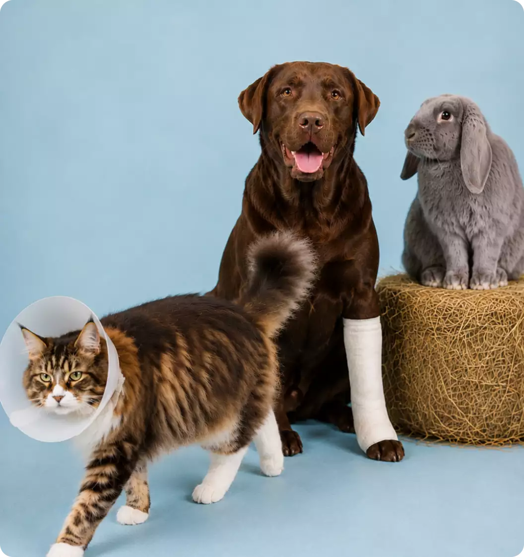 Huisdieren hoge dierenarts kosten