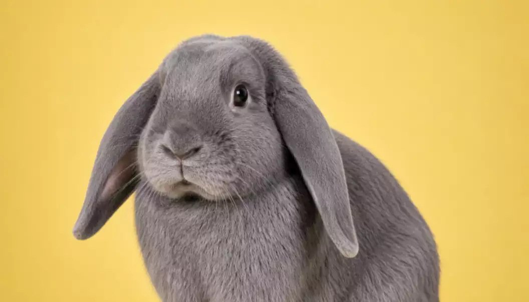 Huisdieren konijn pose