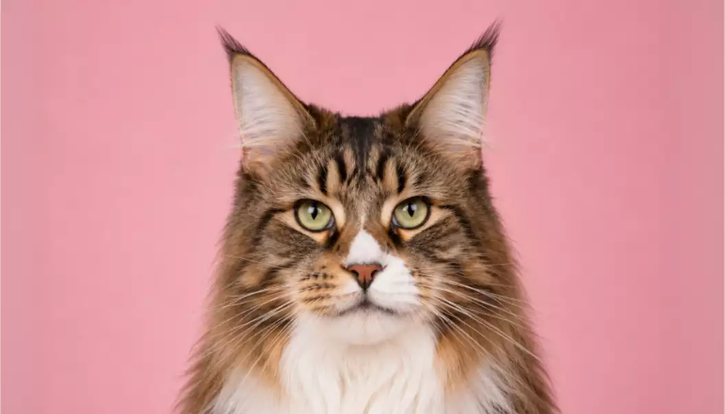 Huisdieren kat pose