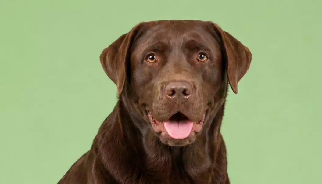 Huisdieren hond pose