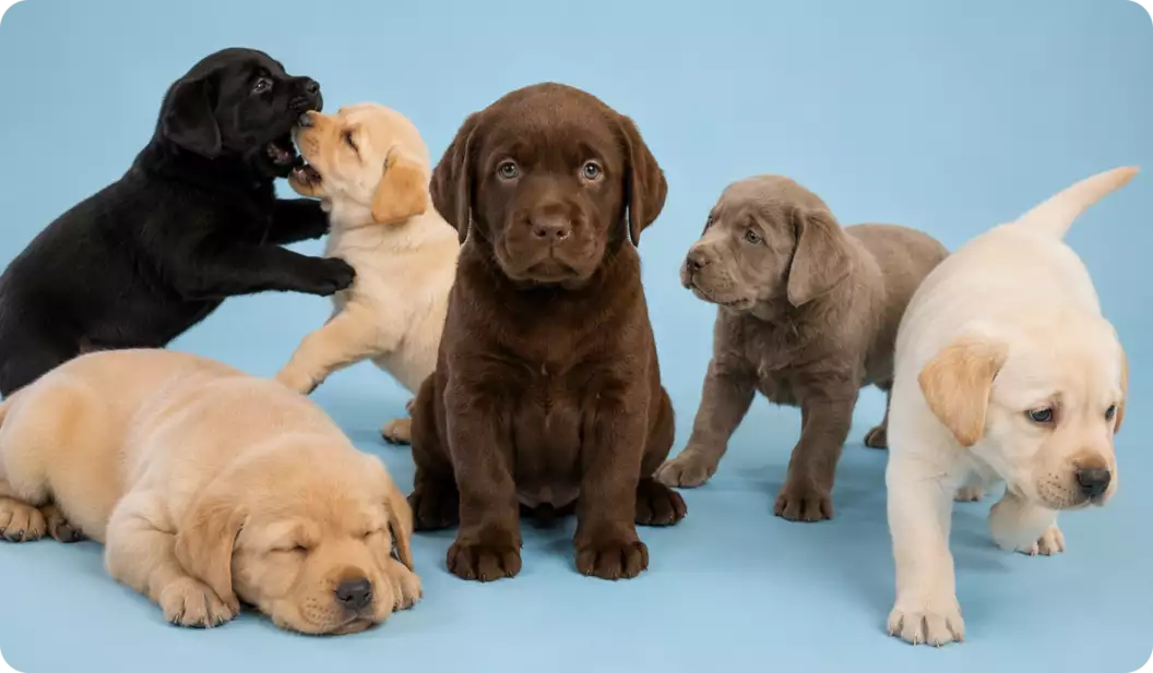 Puppies