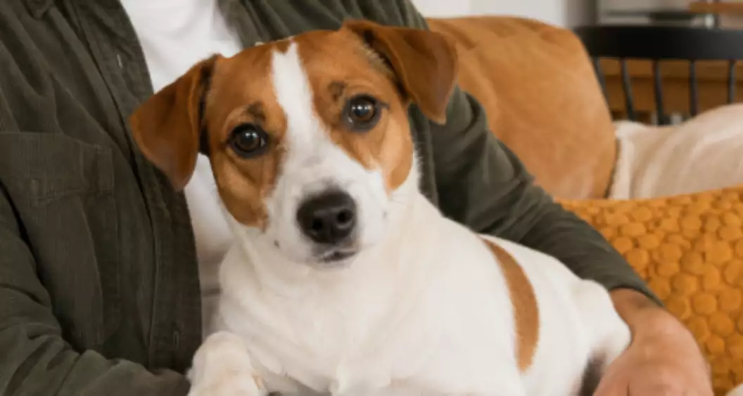 Hond op schoot