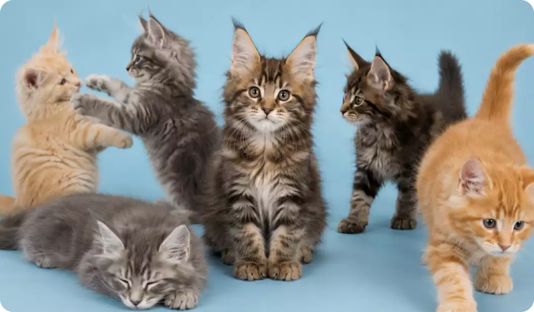 Kittens