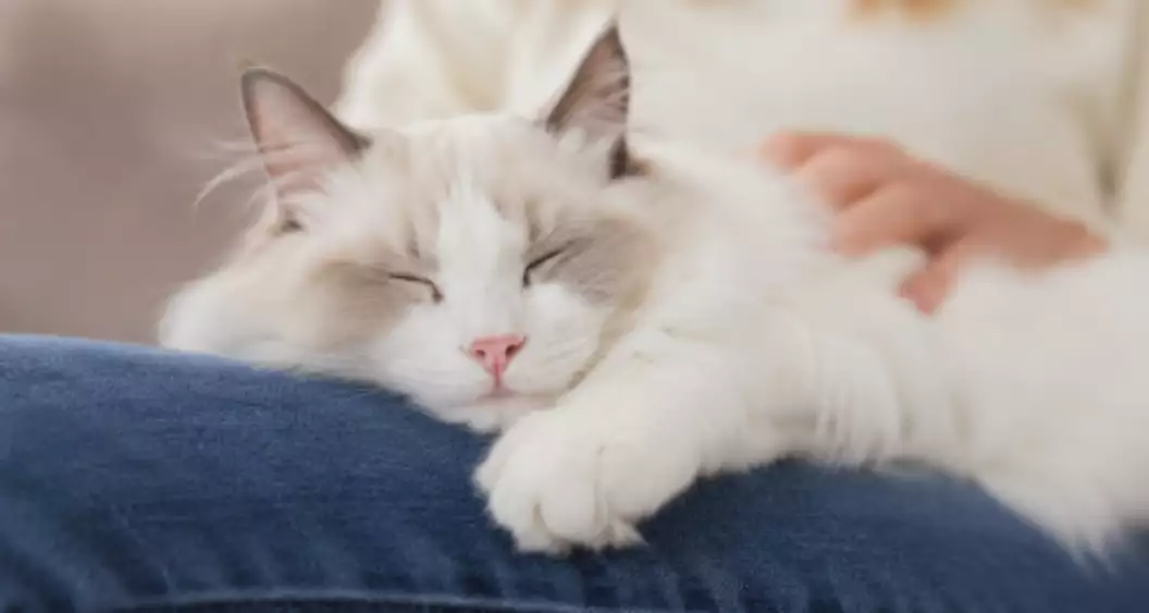 Kat op schoot