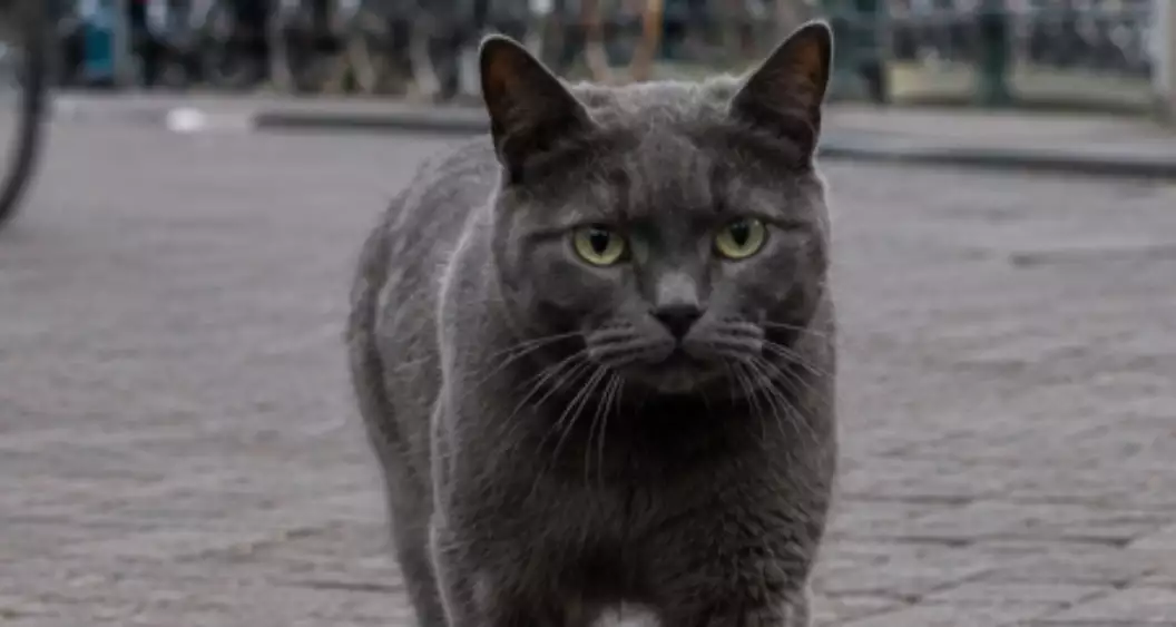 Kat op straat
