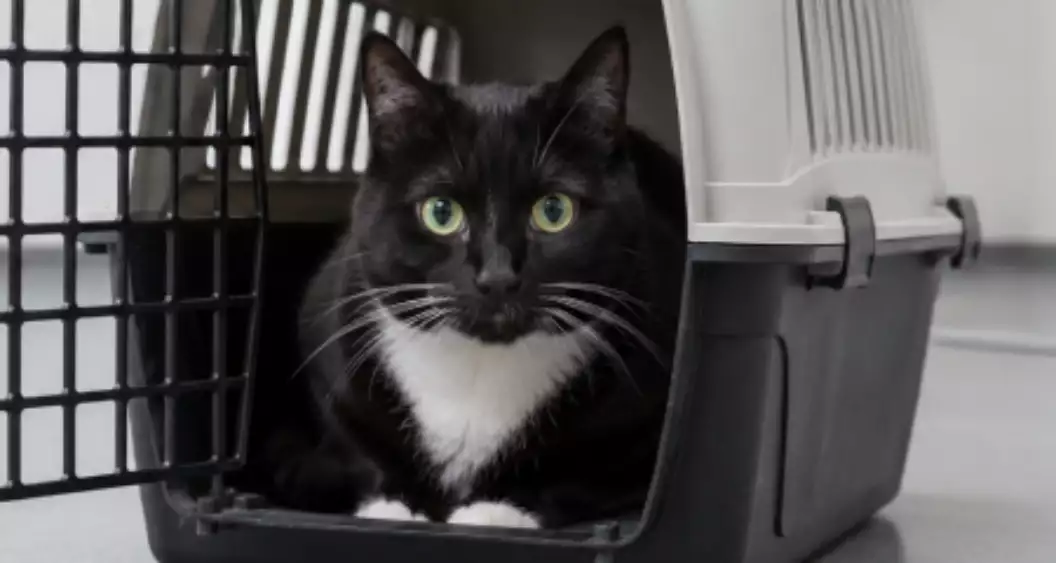 Kat in reismandje bij dierenarts
